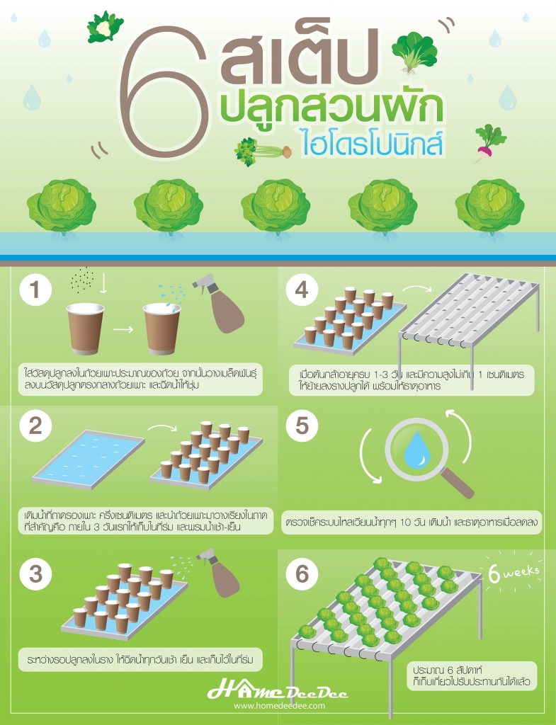  6 ขั้นตอนง่ายๆ ในการปลูกสวนผักไฮโดรโปนิกส์ ที่ทำเองได้ที่บ้าน 